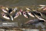 مرگ دسته جمعی ماهی‌ها در سد نعمت‌آباد