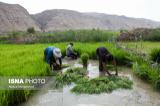 تولید برنج در 98 به 2.5 میلیون تن می رسد