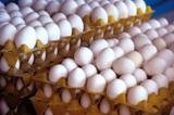سبقت تولید از مصرف تخم مرغ