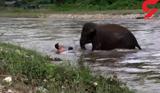 بچه فیل یک پسر جوان را غرق شدن نجات داد +عکس