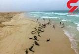 خودکشی دسته جمعی صدها دلفین در سواحل آفریقا +عکس