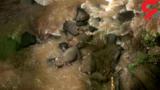 مرگ 6 فیل در آبشار جهنم+ عکس