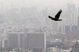 مهار آلودگی هوا نیازمند اراده همه دستگاه‌ها است نه فقط مدیریت شهری!