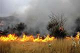 آتش سوزی ۱۶۰ هکتار از منابع طبیعی استان قزوین در سال 98