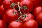 وعده کاهش قیمت گوجه فرنگی/ زمان مد نظر اعلام شد