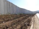 آغازدرخت کاری در مرز لبنان با فلسطین