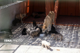 واگذاری سرپرستی سگ های  بدون صاحب به شهروندان تهرانی