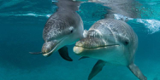 آخرین وضعیت بررسی علت مرگ دلفین در برج میلاد