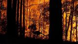 خطر فاجعه‌بار آتش‌سوزی‌های جنگلی در استرالیا