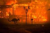 چرا استرالیا در آتش می سوزد؟