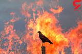200 پرنده در تهران سوختند!