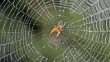 حقایقی در مورد عنکبوت ها که جالب هستند