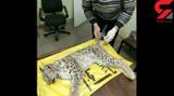 یک گونه کمیاب گربه سان کشته شد + عکس