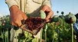 افزایش تولید تریاک در افغانستان