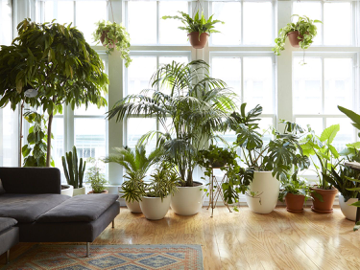 چگونه یک گیاه آپارتمانی مناسب انتخاب کنیم؟