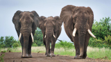 10 واقعیت راجع به فیل ها که نمی دانید