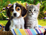 یافته جدید محققان درباره حافظه سگ‌ها و گربه‌ها