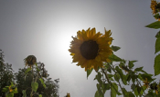 درخشش گل های آفتابگردان در شهرهای جنوبی کشور/تصاویر
