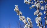 شکوفه های بهاری در دل کویر در آستانه سال نو/تصاویر