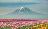 طبیعت زیبای بهار در نقاط مختلف جهان/تصاویر