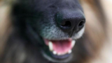 سگ ها بینی هایی با سنسور مادون قرمز دارند