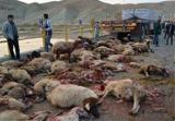 برخورد مرگبار کامیون با گله گوسفندان/ 97 راس گوسفند تلف شدند!
