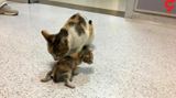 گربه مادر بچه‌اش را به بیمارستان برد + عکس