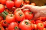 کشاورزان کرمانی:  گوجه‌فرنگی‌ را با التماس هم کیلویی 500 تومان نمی‌خرند!+ فیلم