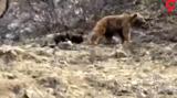 فیلمی زیبا از خرس با 2 توله اش در ارتفاعات سوادکوه