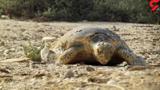 پشت پرده مرگ ۳۲ لاک‌پشت‌ در جاسک