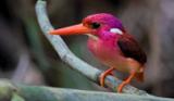 پرندگان زیبای جهان در نقاط مختلف کره زمین/سری دوم تصاویر