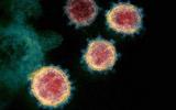 خبر خوش محققان درباره جهش های ویروس کرونا