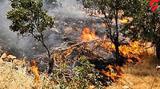آتش سوزی جنگل های پاوه کشته شد