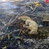 ماجرای مرگ حیوانات در آتش سوزی خائیز + عکس