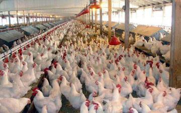 تازه ترین قیمت مرغ و تخم مرغ در بازار