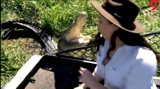 حمله  تمساح  گرسنه به  خبرنگار هنگام گرفتن گزارش + فیلم