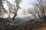 ۱۱۰۰ هکتار از مراتع بوشهر در آتش سوخت