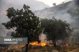 ۲۵۰ درخت در خوزستان در آتش سوخت