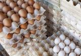 افزایش بی‌سابقه قیمت هر شانه تخم مرغ
