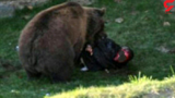 حمله خونین یک خرس به نوجوانی در ایذه