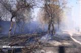 آتش گرفتن 40  اصله درخت در اهواز
