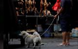 فستیوال گوشت سگ در چین برگزار شد!
