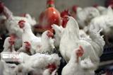 علت افزایش قیمت مرغ به بالای ۱۹ هزارتومان