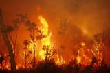 آلودگی آتش‌سوزی جنگل‌ها ابتلا به سرطان را بیشتر می کند!