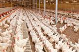 نارضایتی مرغداران از نرخ مصوب مرغ