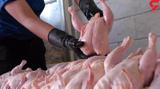 واکنش سازمان دامپزشکی کشور به اعتیاد مرغ ها