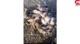 شکارچی  بی‌رحم  بوشهری 17 خرگوش  را قتل‌عام کرد + فیلم