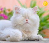 ستاره شدن گربه نابینای ایرانی در شبکه های اجتماعی/تصاویر