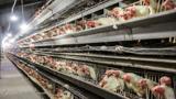 مرغ دوباره گران شد/ هر کیلو   ۱۸ هزار و ۵۰۰ تومان