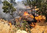 آتش‌سوزی جنگل باز هم کشته داد